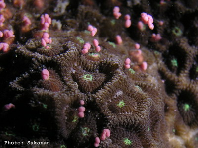 ปะการังช่องเหลี่ยม Favites sp. 