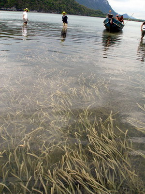 แนวหญ้าทะเล (Seagrass beds)