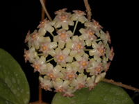Hoya balaensis Kidyoo & Thaithong