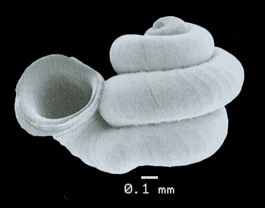 Opisthostoma beeartee 