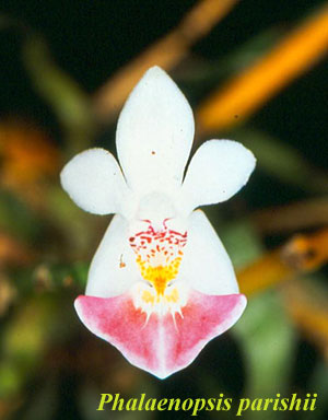 ผีเสื้อน้อย (Phalaenopsis parishii)