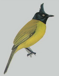 นกปรอดเหลืองหัวจุก (Pycnonotus melanicterus)